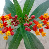 Mexican Butterfly Weed ( Blood-flower )
