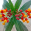 Mexican Butterfly Weed ( Blood-flower )