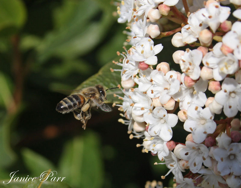 Western or European Honey Bee