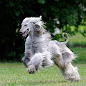 Afghan Hounds Dog Wallpapers logo