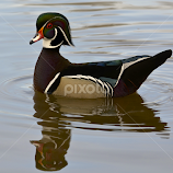 Wood Duck by Steven Bach -  