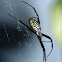 Banded Argiope