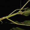 Stick Insect, Phasmid - Sub Adult Male