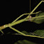 Stick Insect, Phasmid - Sub Adult Male