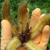 Starfish & Sea urchin