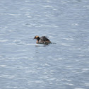 Horned Grebe