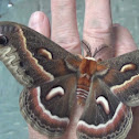 Cecropia Silk Moth