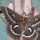 Cecropia Silk Moth