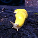 Banana Slug