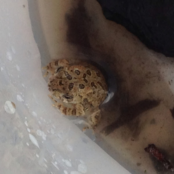 Fowler's Toad | Project Noah
