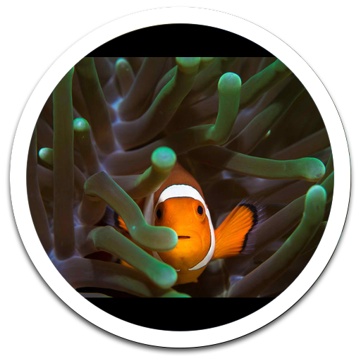 MiUI Clown Fish Live Wallpaper LOGO-APP點子