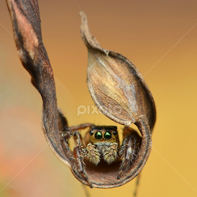 ~Swing Me~ by Niney Azman - Animals Insects & Spiders