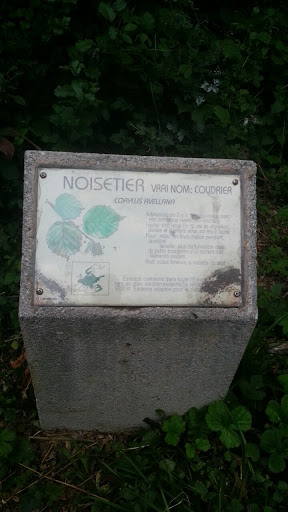 Noisetier