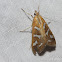 Fractured Western Snout Moth