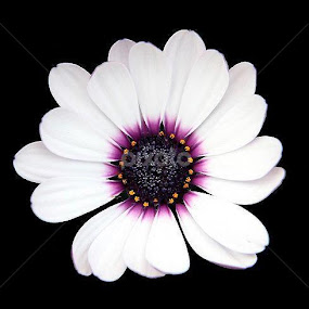 Beauty Of Mother Nature by Carey Carter - Flowers Single Flower