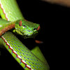 Chinese green pit-viper