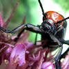 Blister beetle (紅頭地膽)