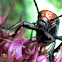Blister beetle (紅頭地膽)