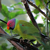 Plum headed parakeet-male