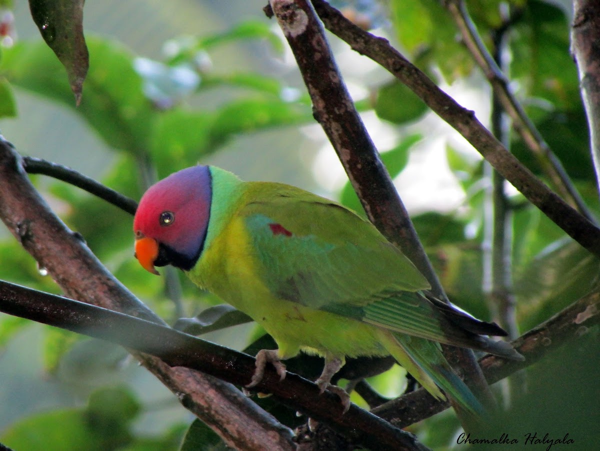 Plum headed parakeet-male
