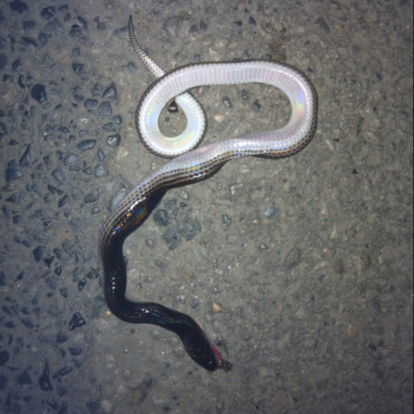 Sunbeam snake Project Noah