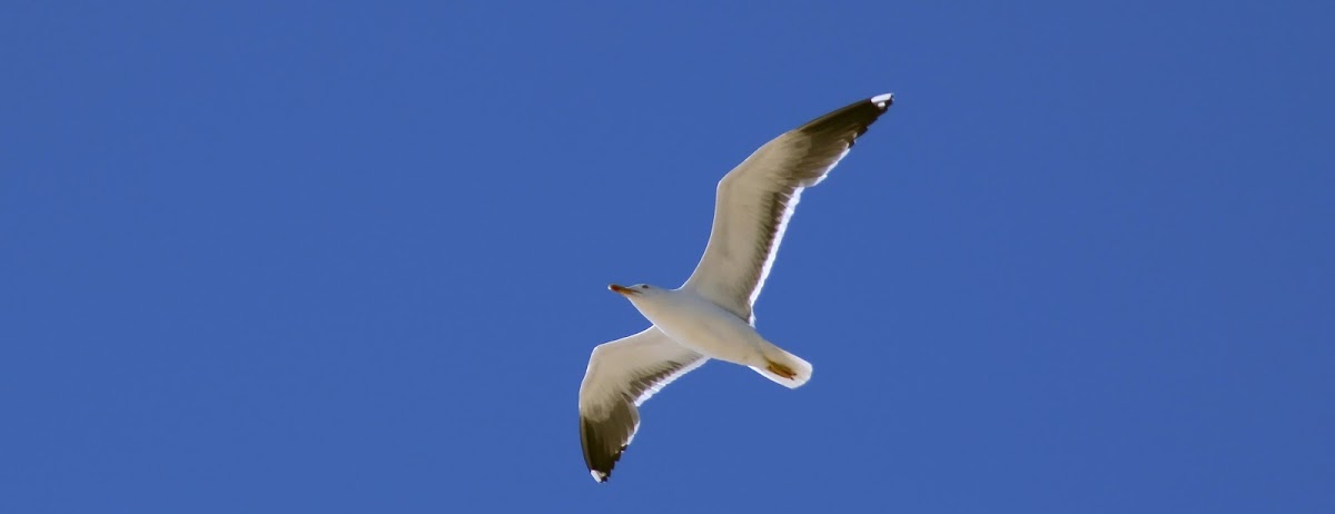 European Herring Gull / Gaivota argêntea