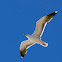 European Herring Gull / Gaivota argêntea