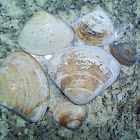 Sea shells