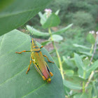 Painted Grasshopper