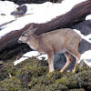 Sitka black-tailed deer