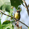 Female Variable Sunbird