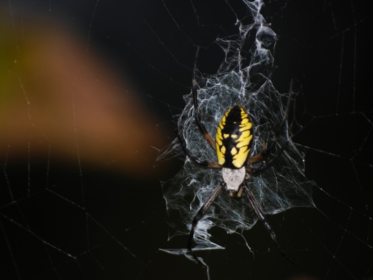 Black and Yellow Garden Spider, Writing Spider, or Corn Spider