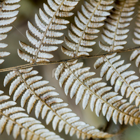 winter leaves by Manu K.S - Nature Up Close Leaves & Grasses