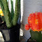 Moon cactus & aloe vera