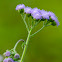 Blue Billygoat Weed (aka Floss Flower)