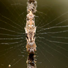 Long bellied Cyclosa Spider