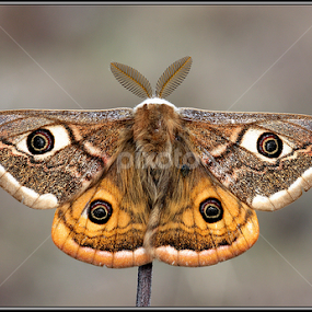 Eudia pavonia by Simon Kovacic - Animals Insects & Spiders