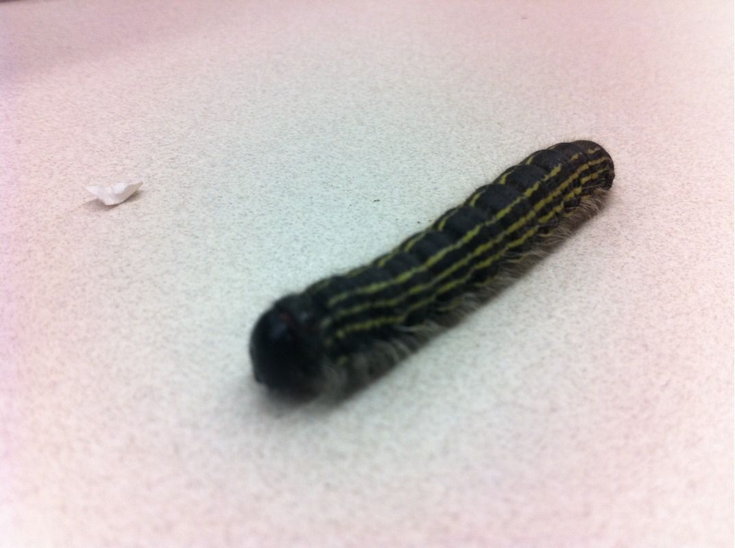 Black and yellow caterpillar