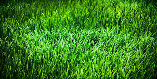 【免費個人化App】Grass Live Wallpaper-APP點子