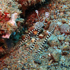 Banded pipefish