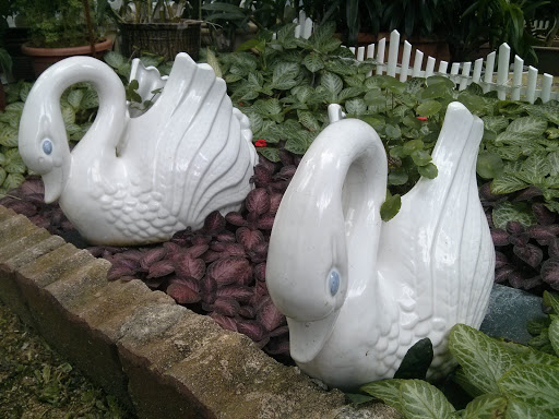 White Swans Duo
