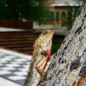 Oriental garden lizard
