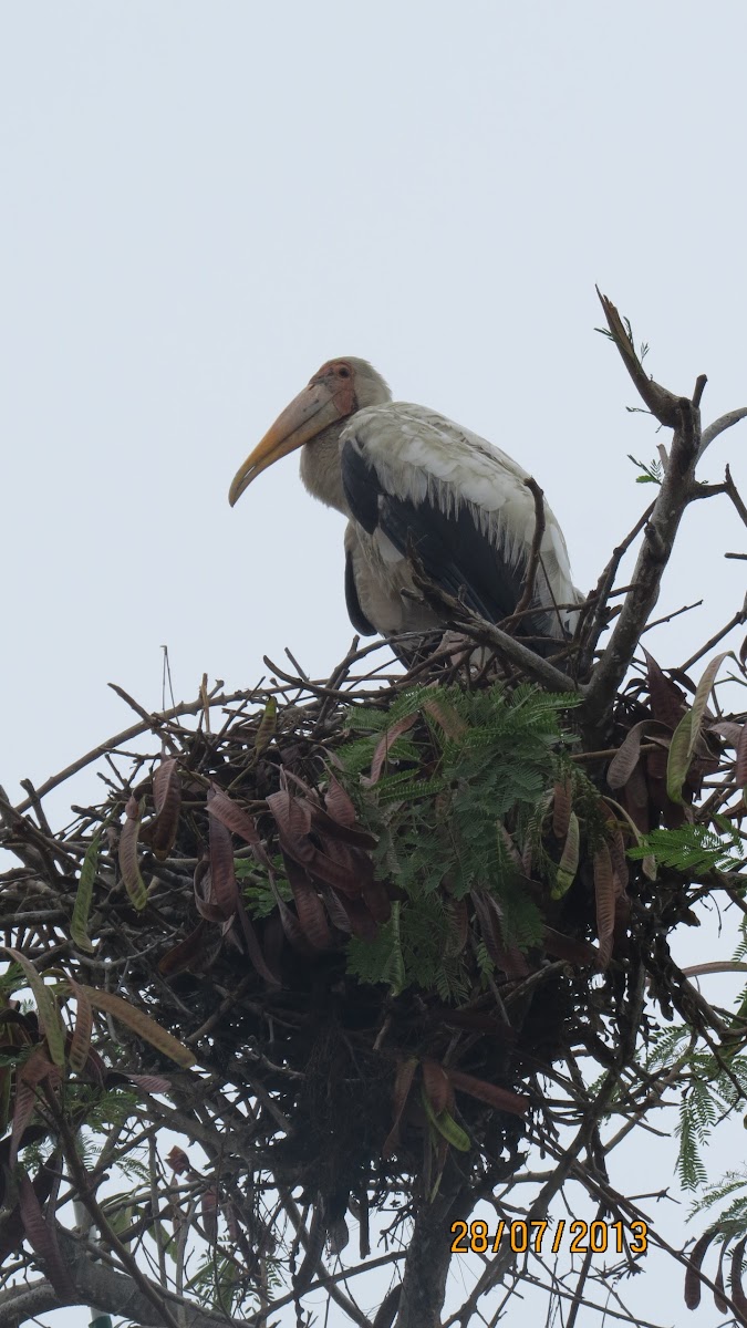 Milky Stork