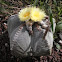 Astrophytum myriostigma? Cactus