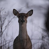 White-tailed Deer