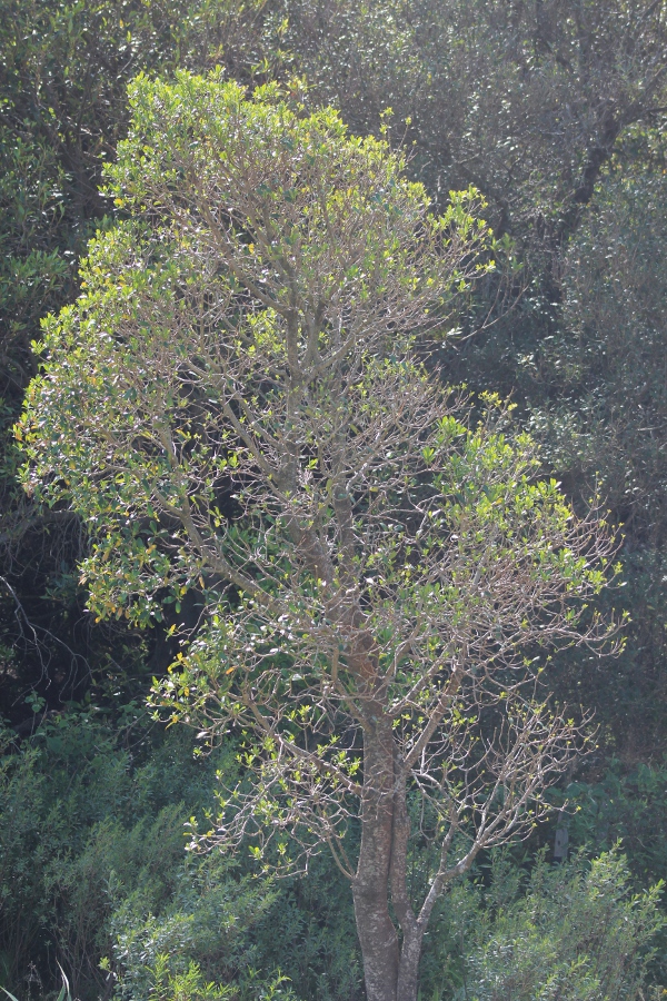 Canelón tree