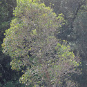 Canelón tree