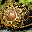 Common Garden Snail,Caracol comum