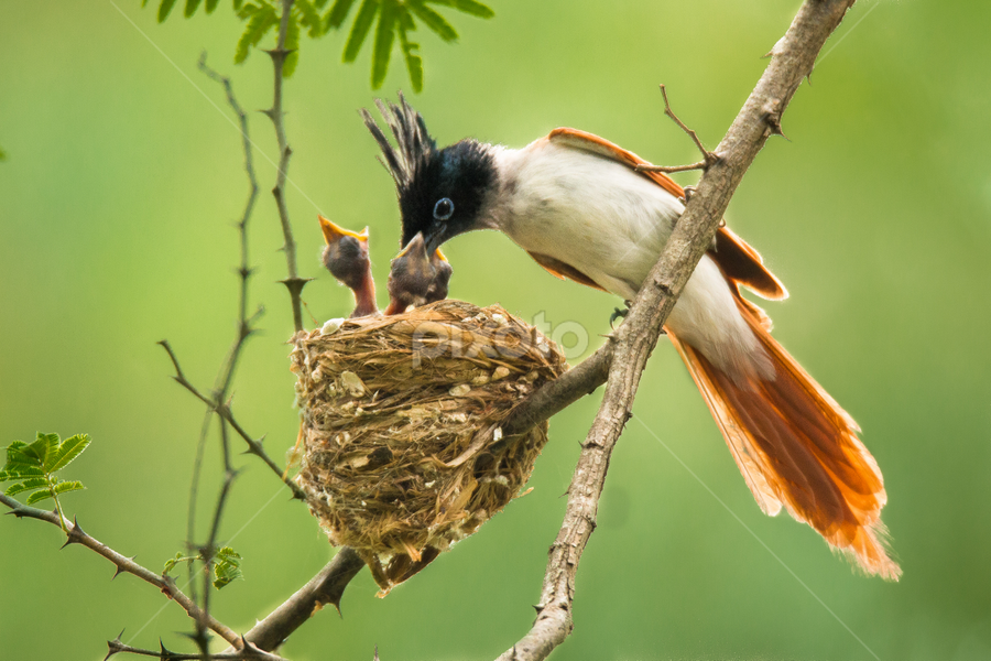 Asian Paradise Fly Catcher feeding chicks by Manju Acharya - Animals Birds