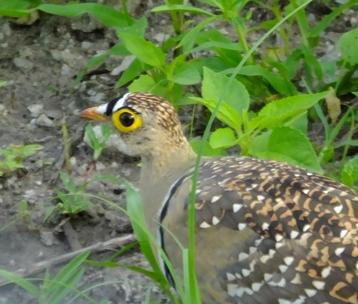 Double Banded sand grouse